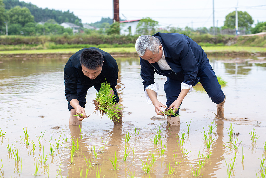 主題黨日創新(xīn)意 田間地頭鬧春耕